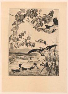 Vanneaux et sarcelles - Felix Bracquemond