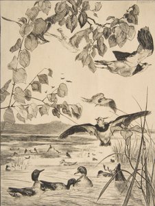 Vanneaux et Sarcelles, 1862 - Felix Bracquemond