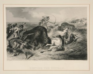 Chasse au bison