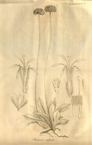 Tab. 28 du Volume X des Transactions de la Linnean Society de Londres, publié en 1811