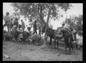 Au marché aux betteraves du bétail à Assise