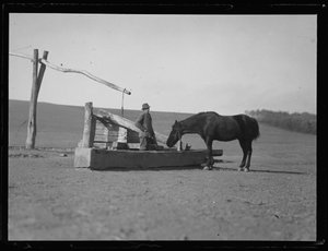 Cheval à l