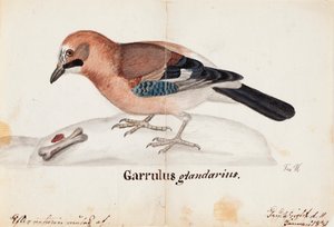 Geai Eurasien