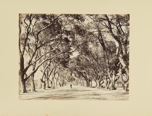 Caire, Allée de Choubra - Félix Bonfils
