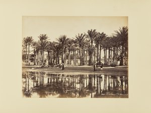 Caire, Palmiers