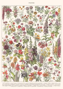 Fleur I - ÉDITION ASTER, 2023