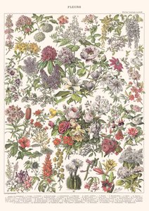 Fleurs II - ÉDITION ASTER, 2023