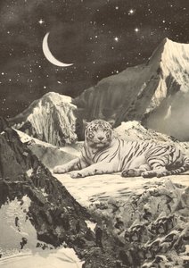 Grand tigre blanc dans les montagnes