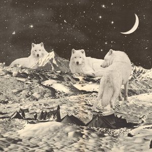 Trois grands loups blancs sur les montagnes