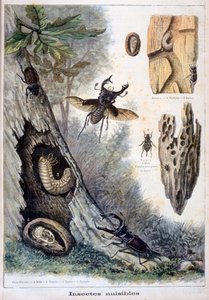 Insectes nuisibles, 1897 - Fortuné Méaulle