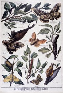 Insectes nuisibles : chenilles, papillons et mites, 1897 - Fortuné Méaulle