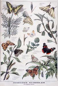 Insectes nuisibles : papillons diurnes, 1897 - Fortuné Méaulle