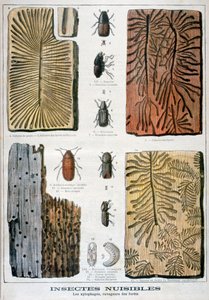 Insectes xylophages destructeurs des forêts, 1897