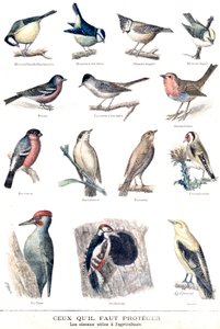 Les oiseaux utiles en agriculture
