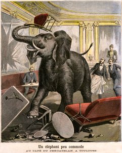 Un éléphant inconfortable : le pachyderme s