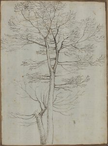Arbre nu [verso]