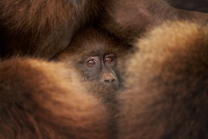En regardant un petit singe