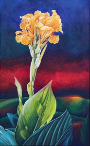 Lys canna jaune