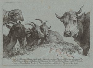 Étude de têtes : Trois chèvres, un bœuf et un bélier - Francesco Londonio