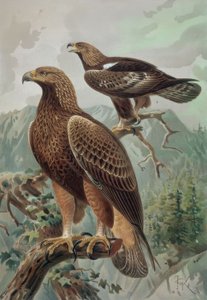 Aigle doré - mâle adulte (1) et femelle (2) Aquila chrysaetos