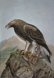 Aigle royal - Jeune mâle