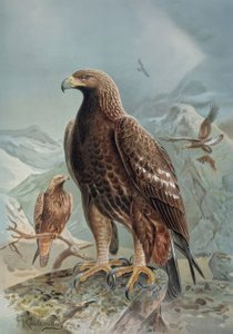 Gravure - Aigle sauvage ou léonard - Femelle adulte et jeune