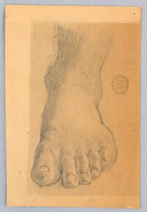 Étude du pied gauche