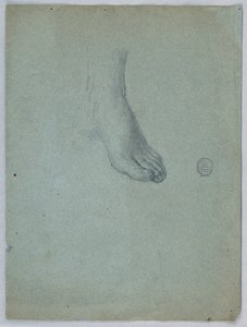 Étude du pied gauche