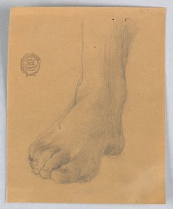 Étude du Pied Droit