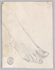 Étude du pied droit