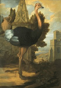 Une autruche - Francis Barlow