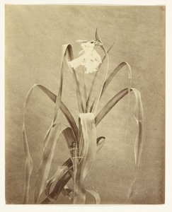 [Fleurs] - Francis Edmond Currey