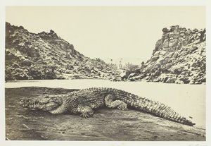 Crocodile sur un banc de sable, 1857