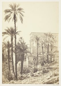 Groupe de palmiers - Francis Frith