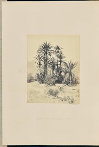 Groupe de palmiers dans le Wadee Feyran