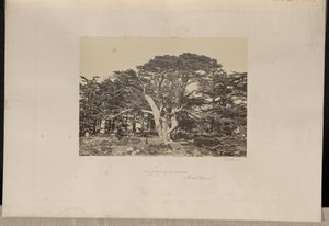 Le plus grand des cèdres, le Mont-Liban