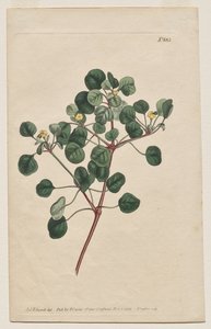 Le Magazine Botanique ou Jardin de Fleurs Exposé: Planche 883, Euphorbia Petiolaris. Épurge à longues tiges