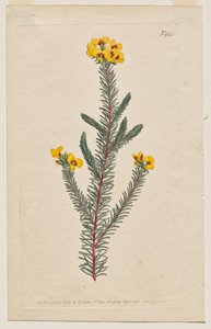 Le Magazine Botanique ou Jardin de Fleurs Déployé : Planche 944, Dillwynia Glaberrima. Dillwynnia à Feuilles Lisses. [Dillwynia ericifolia gaberrima] - Francis Sansom