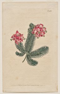 Le Magazine Botanique ou Jardin de Fleurs Déployé : Planche 966, Erica Elegans. Bruyère Élégante [Erica glauca] - Francis Sansom