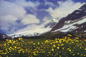 Trollius sur le col du Simplon - Francis Sydney Smythe