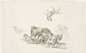 Taureau attaqué par des chiens