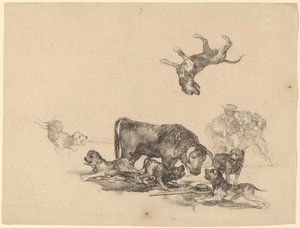 Taureau attaqué par des chiens