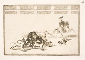 Ils lâchent les chiens sur le taureau