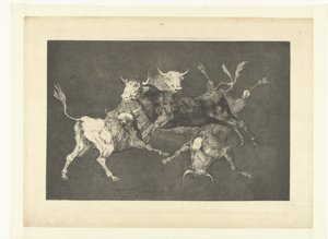 Folie des petits taureaux