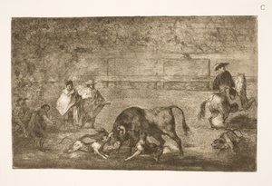 Les chiens lâchés sur le taureau