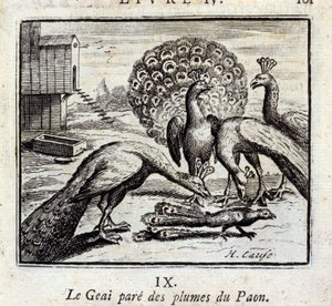 Le geai paré des plumes du paon - Francois Chauveau