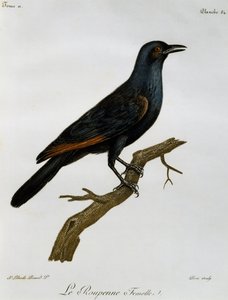 Femelle Étourneau à ailes rouges (Onychognathus morio), gravure de Histoire Naturelle des Oiseaux d