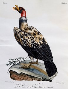 Vautour pape, gravure de Histoire Naturelle des Oiseaux d