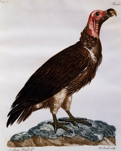 Vautour oricou (Torgos tracheliotos), gravure de Histoire Naturelle des Oiseaux d