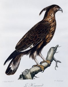 Aigle à longue crête (Lophaetus occipitalis), gravure de Histoire Naturelle des Oiseaux d